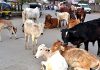 दौंड शहरातील मोकाट जनावरे पकडून गोशाळेत जमा करण्या-कामीच्या ठेक्याचे प्रकरण गंभीर वळणावर…… ठेकेदार व नगरपालिका अधिकारी वर्गाच्या संगणमताने सर्वसामान्य जनतेच्या करातून गोळा झालेल्या निधीवर दरोडा—- गोरक्षकांचा आरोप। प्रकरणाची सखोल चौकशी करून संबंधितावर कारवाई न झाल्यास उपोषण ,बेमुदत आंदोलनाचा इशारा।